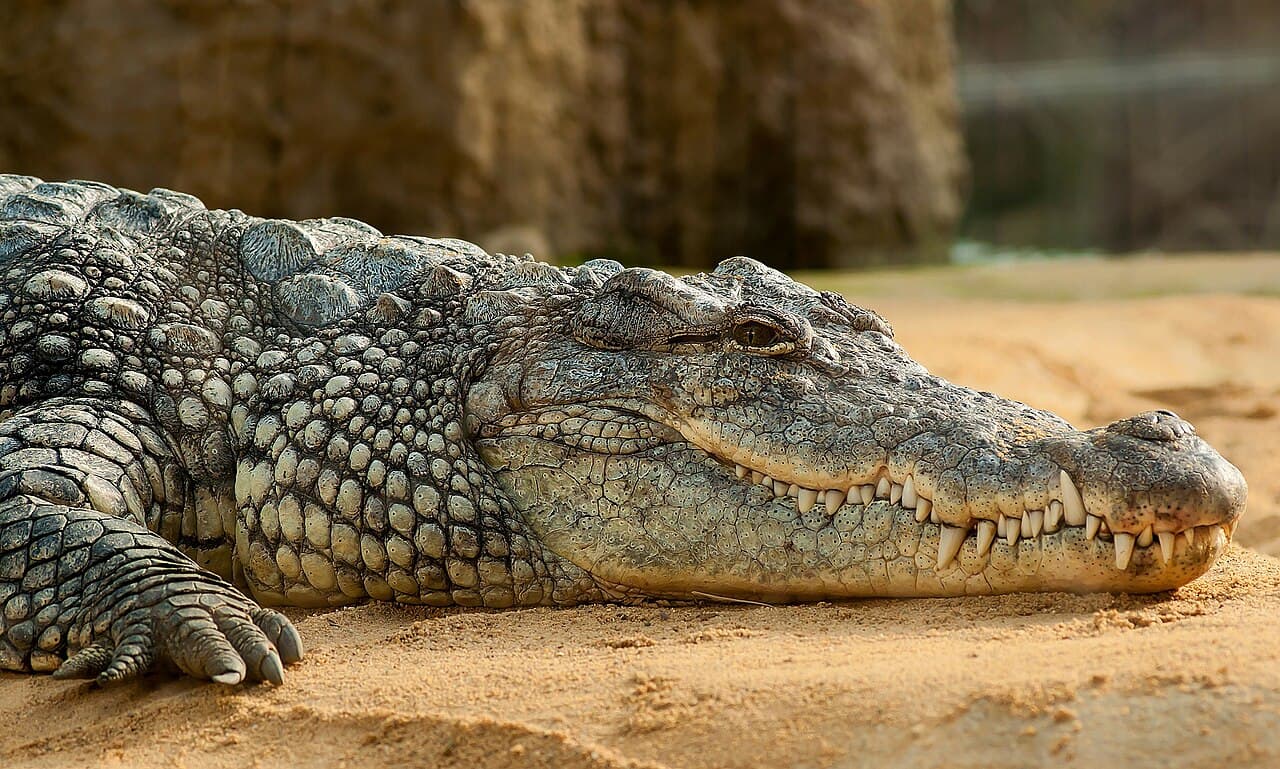 Ritchie's Archipelago Wildlife Safari, Andaman | 3 Days 2 Nights
